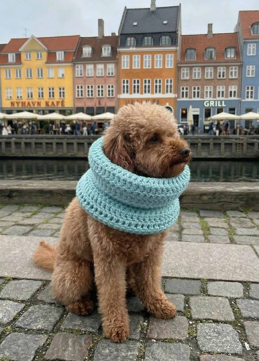 Rex Snood Kit für Haustiere – Yummy Version