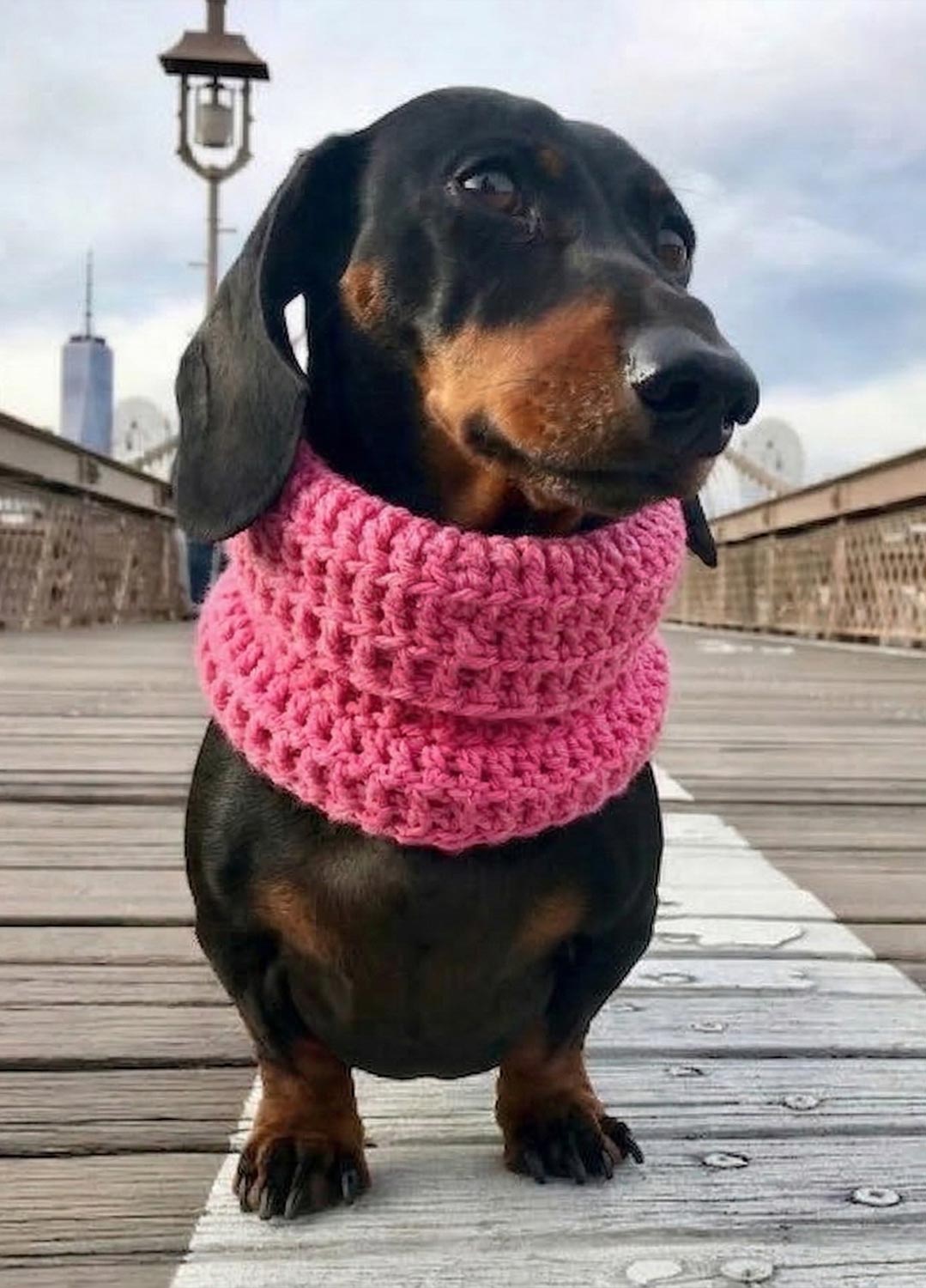 Rex Snood Kit für Haustiere – Yummy Version
