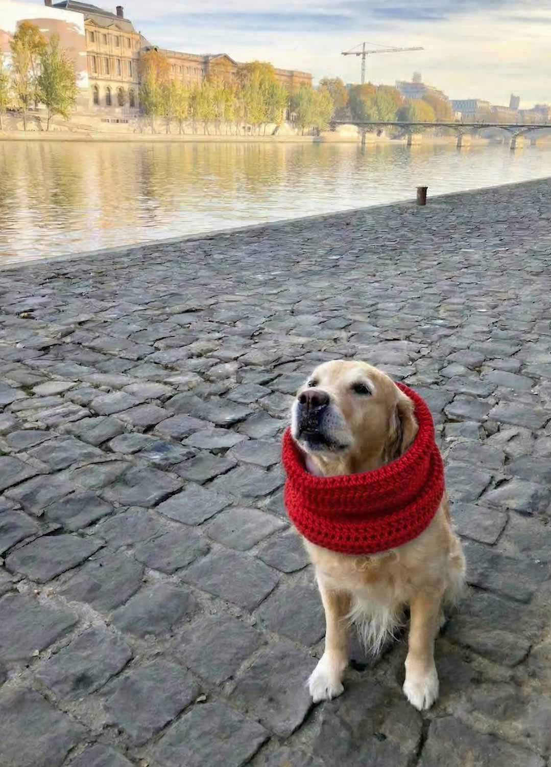 Rex Snood Kit für Haustiere – Yummy Version