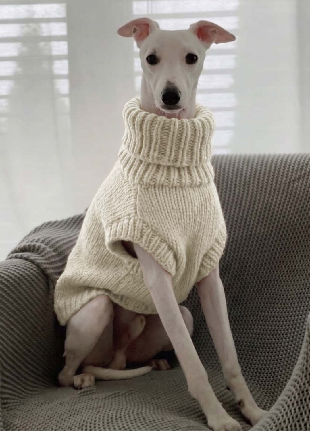 Scooby Sweater Kit für Haustiere – Yummy Version